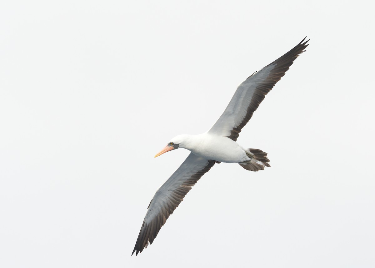 Nazca Booby - ML614834372