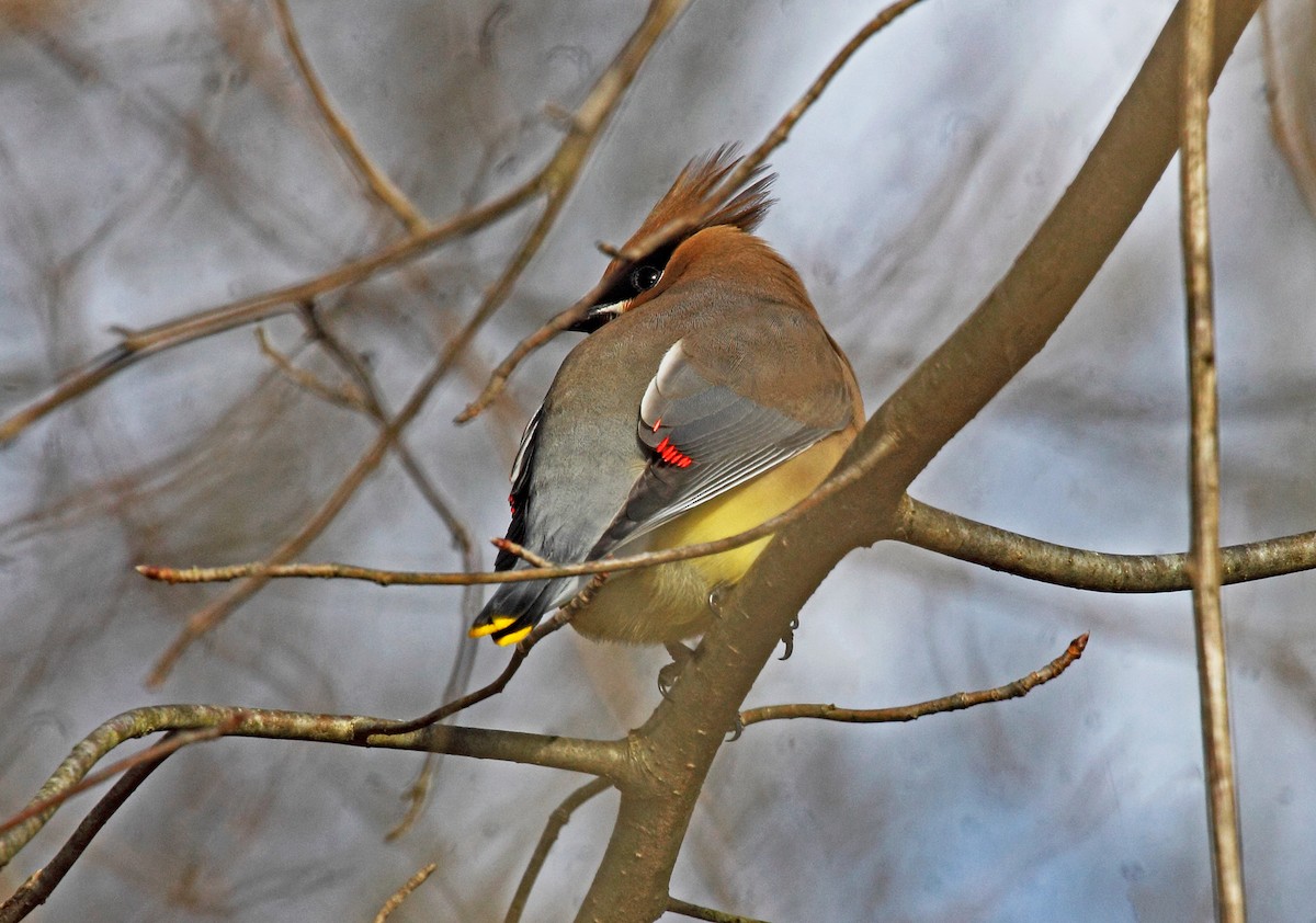 Cedar Waxwing - ML614834404