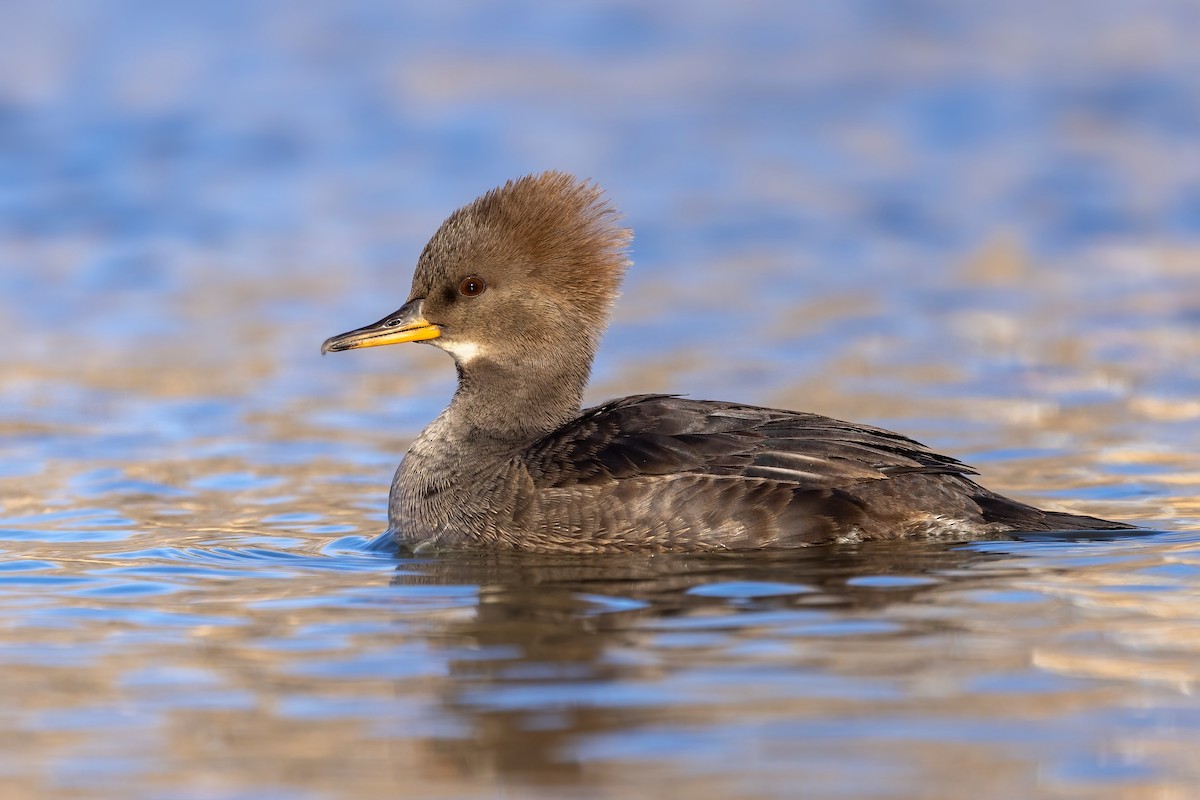 Hooded Merganser - ML614834433