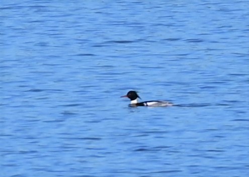 Red-breasted Merganser - ML614834438