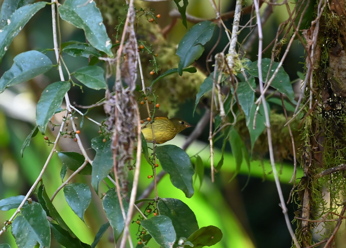 Olive-streaked Flycatcher - ML614834488