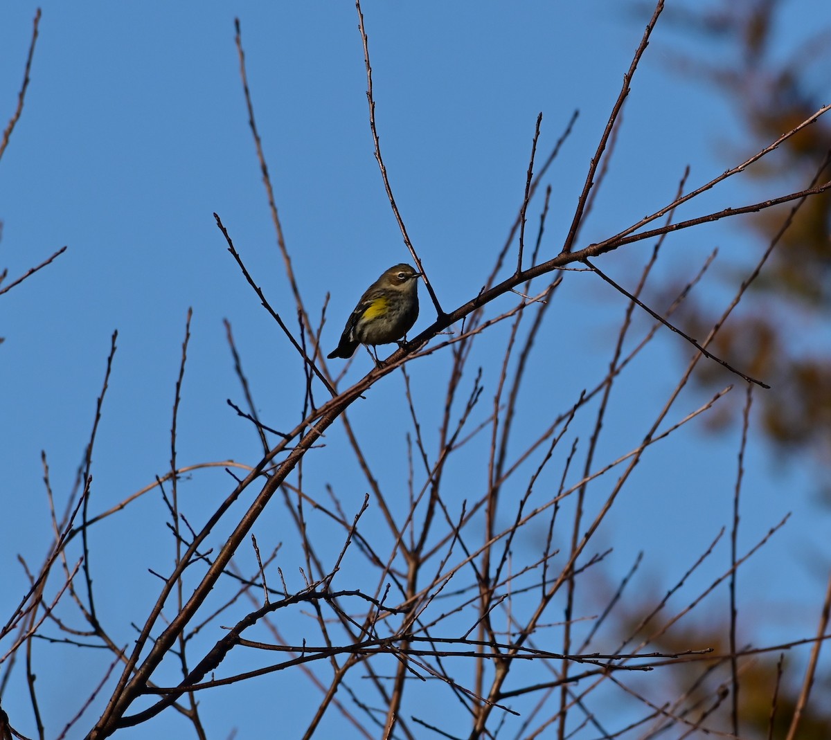 Yellow-rumped Warbler (Myrtle) - ML614834507