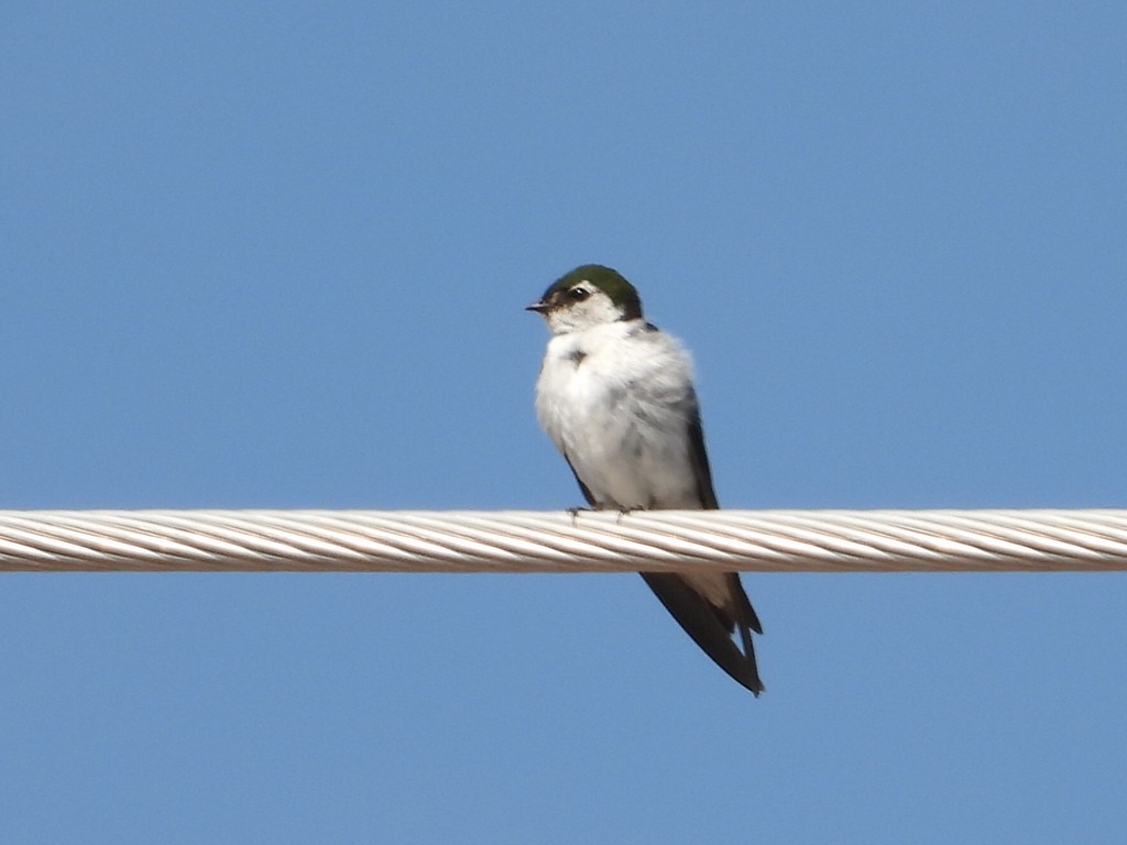 Violet-green Swallow - ML614834539