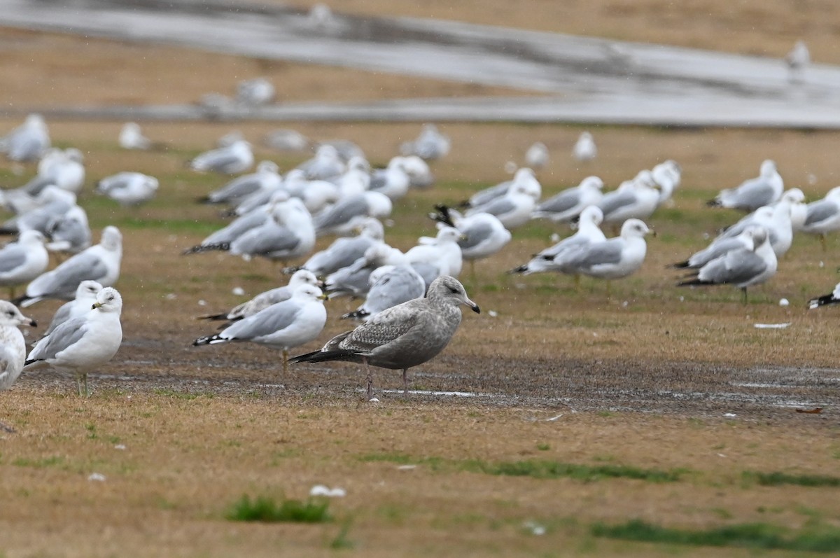 California Gull - ML614834542
