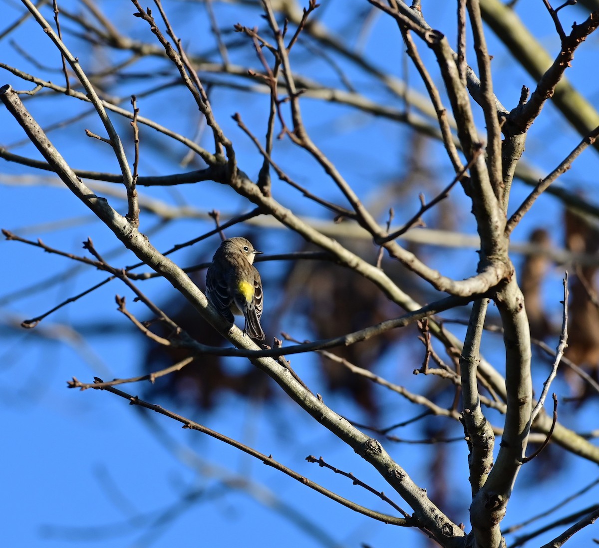 Yellow-rumped Warbler (Myrtle) - ML614834551