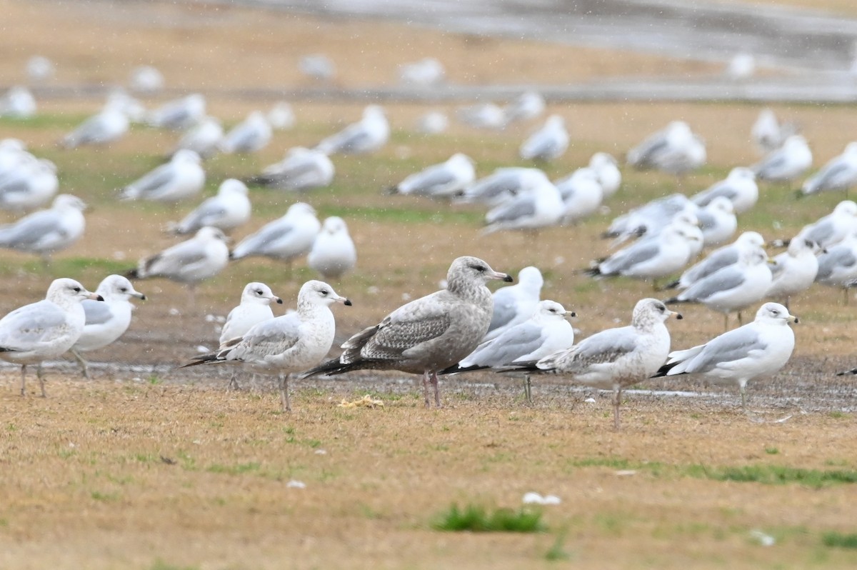 California Gull - ML614834556