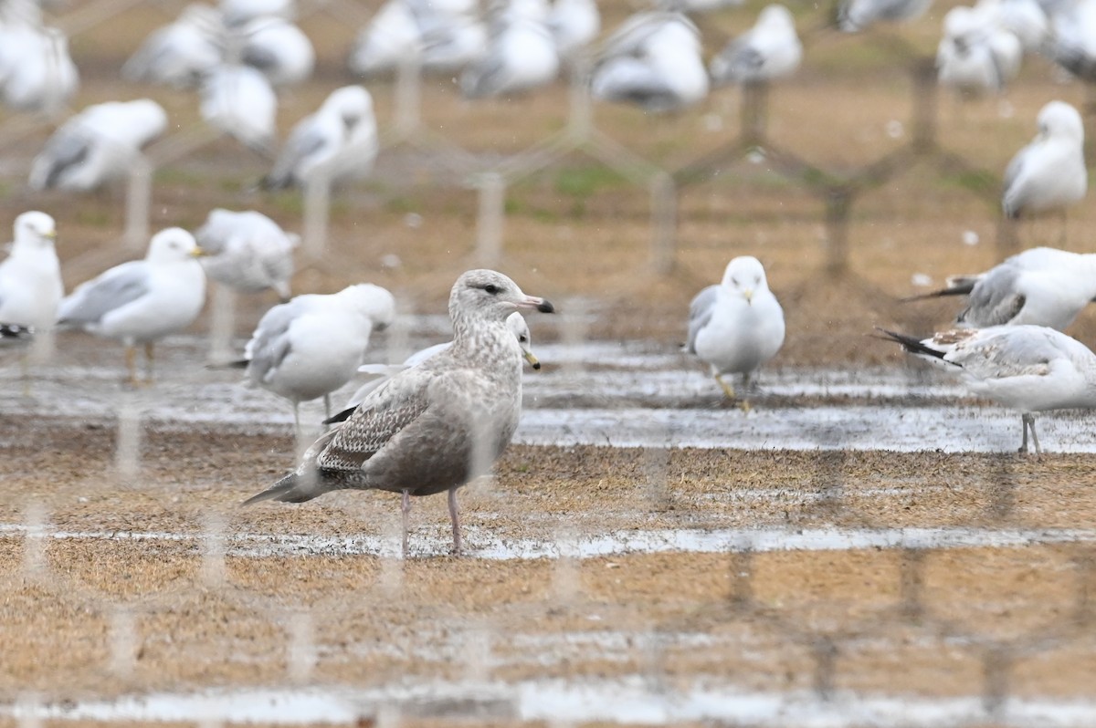 California Gull - ML614834591