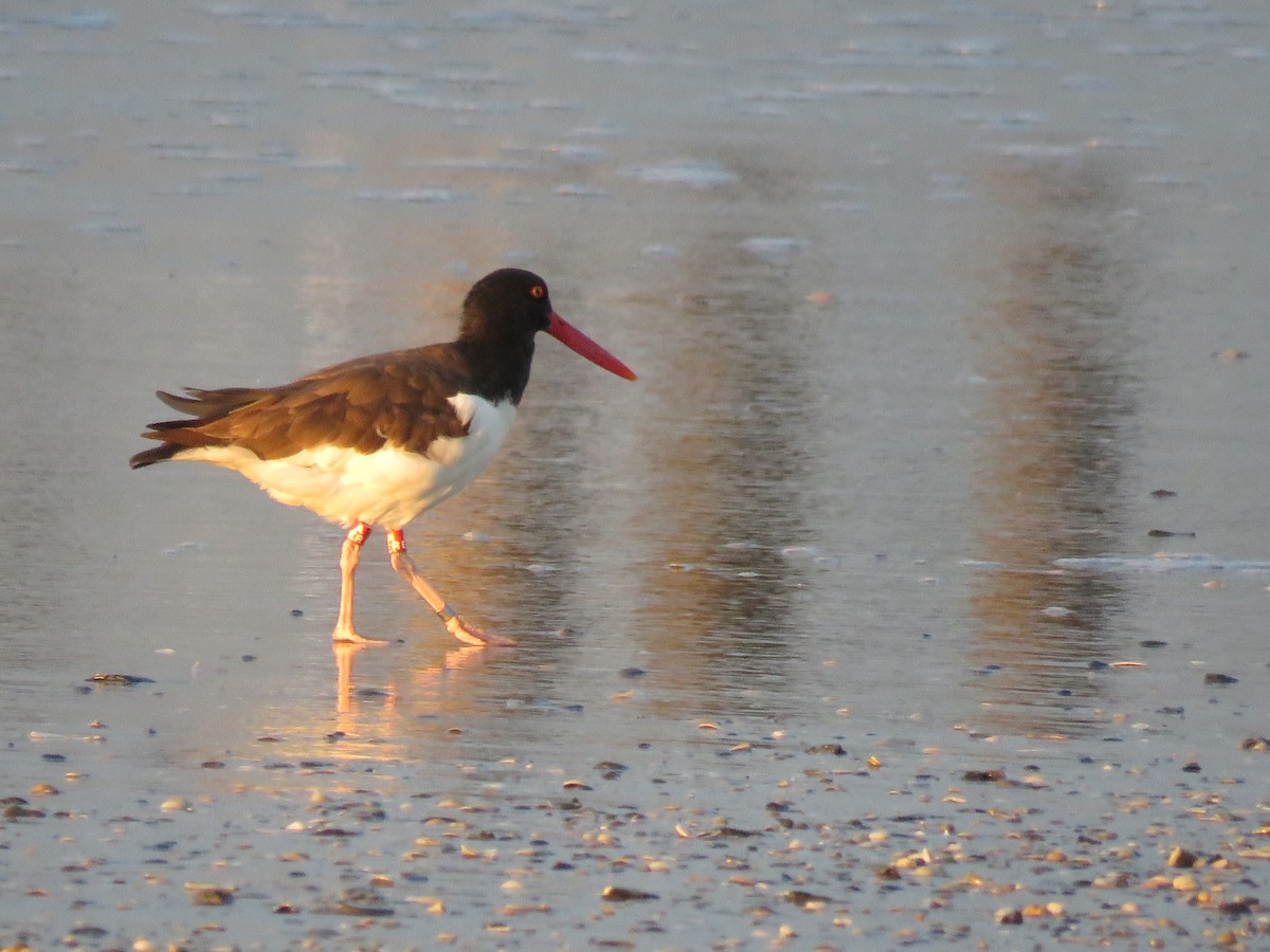 American Oystercatcher - ML614834594
