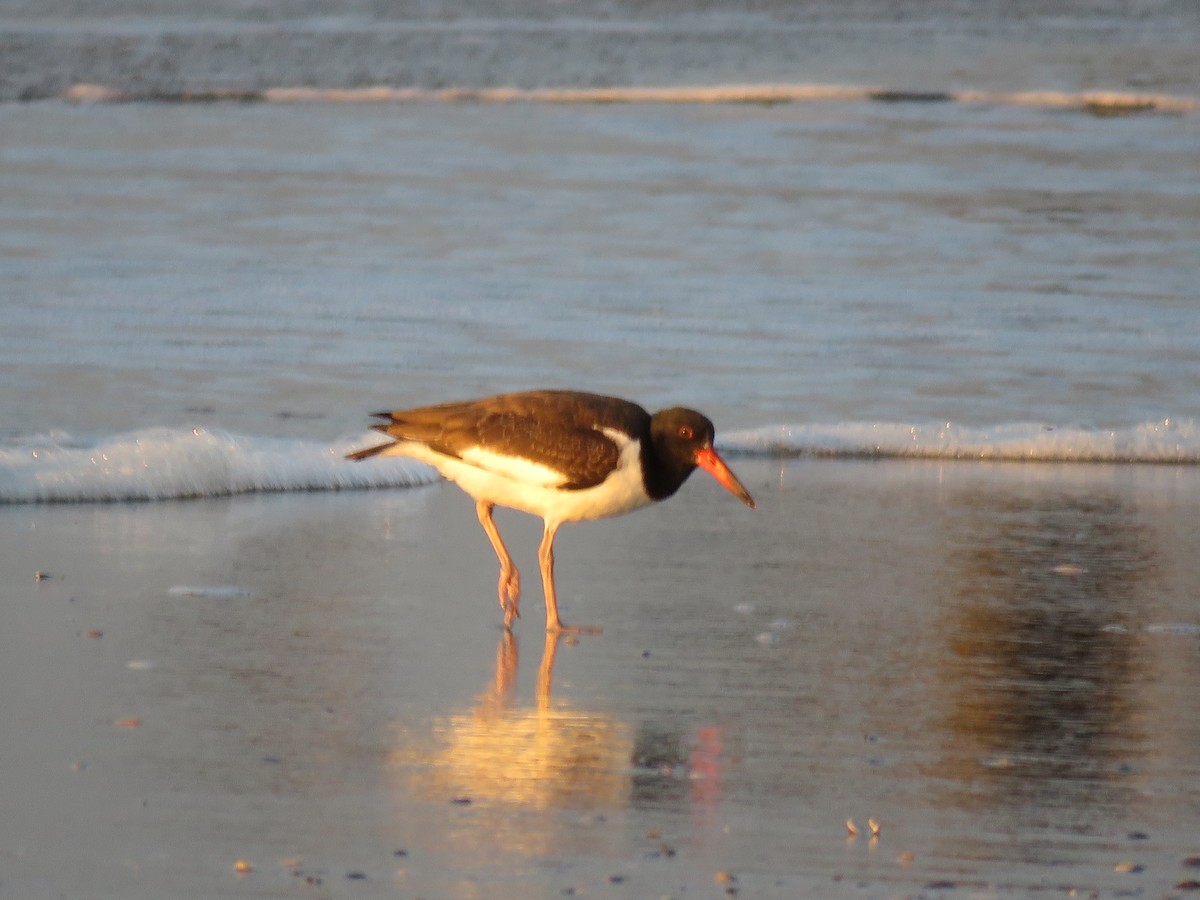 American Oystercatcher - ML614834596