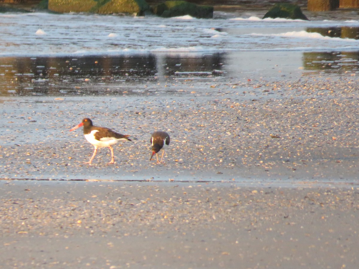 American Oystercatcher - ML614834599