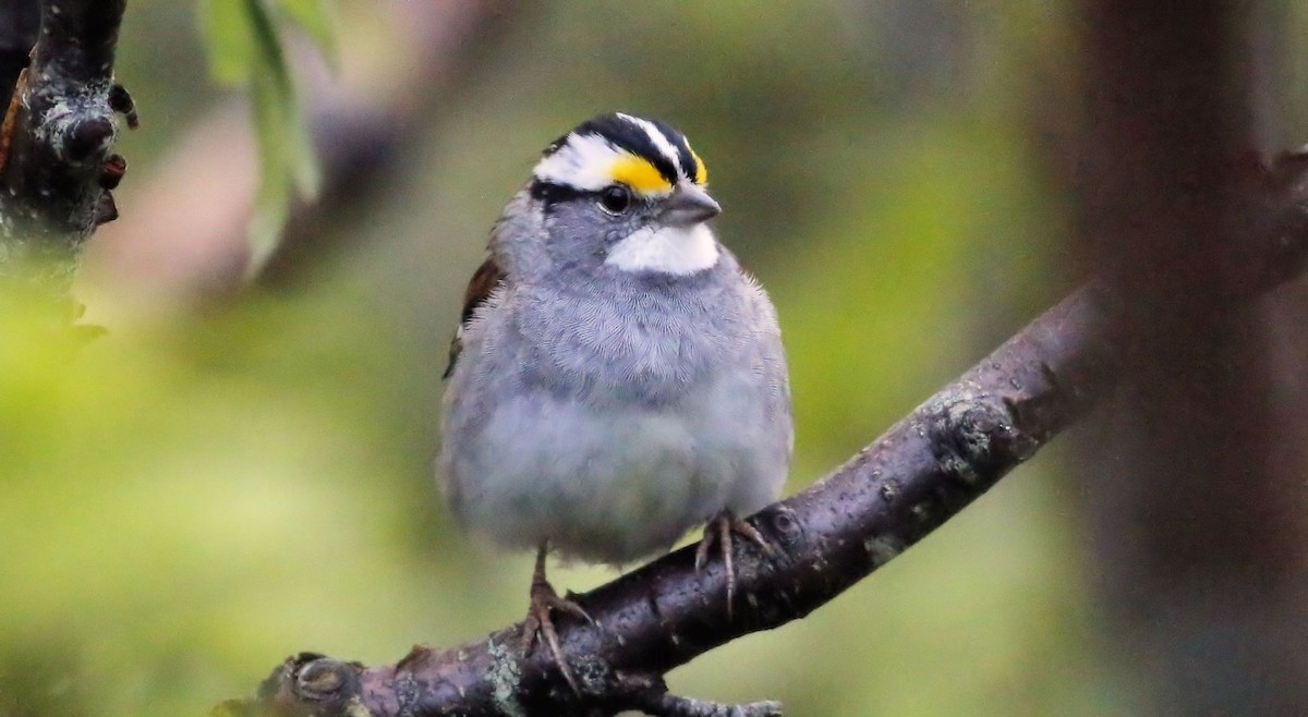 White-throated Sparrow - Keith Lowe