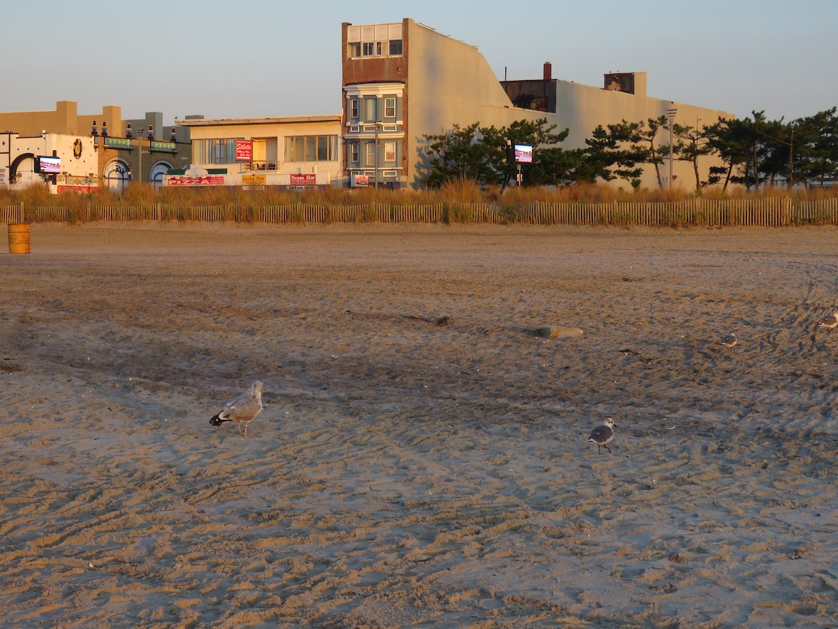 Laughing Gull - ML614834614