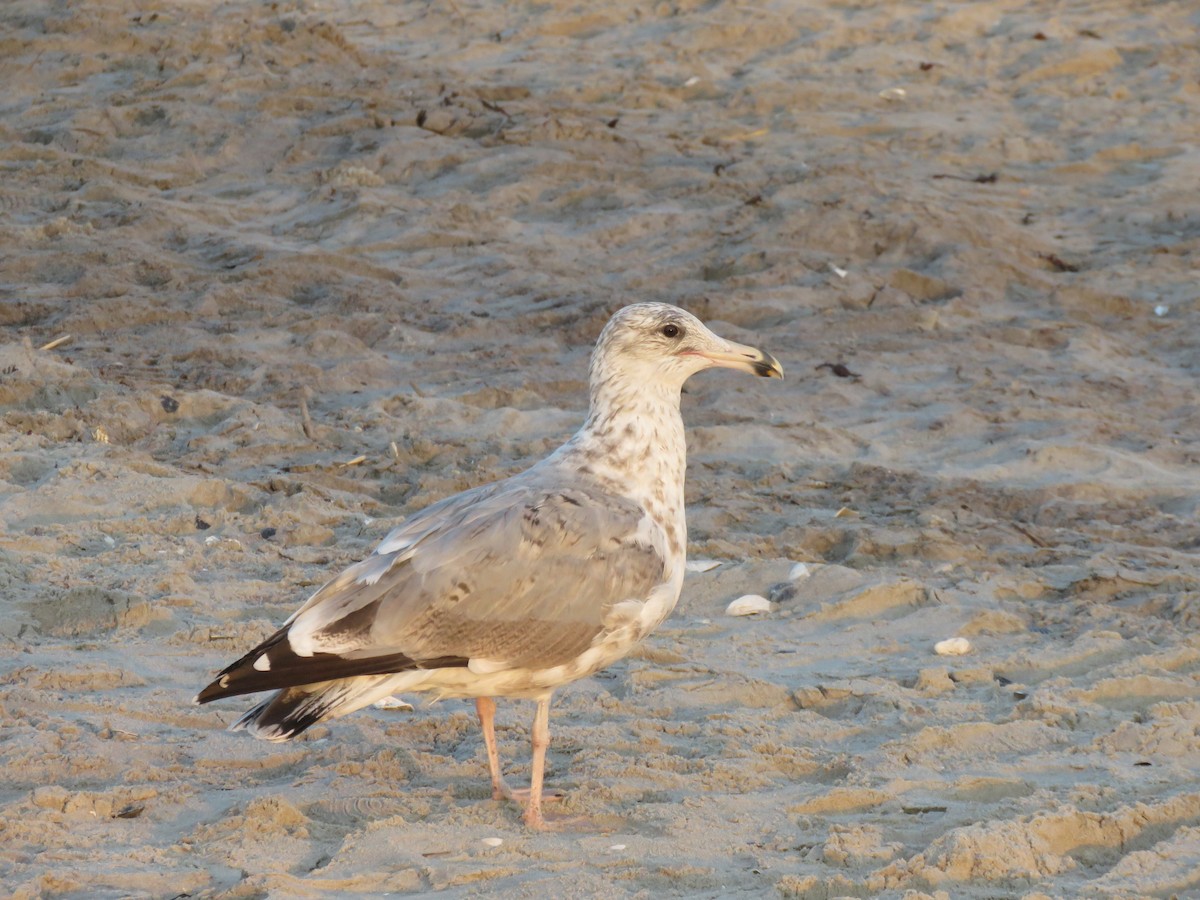 Laughing Gull - ML614834626