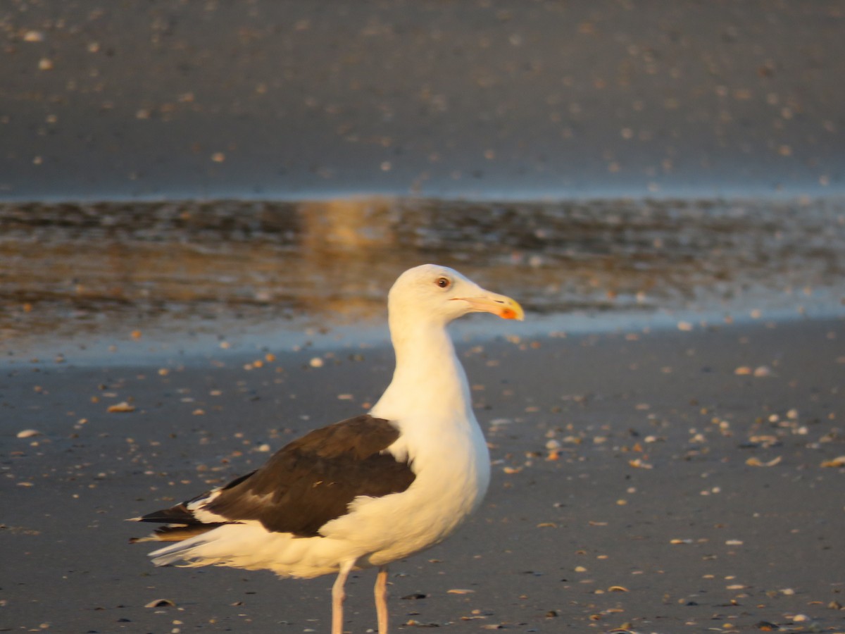 Great Black-backed Gull - ML614834638