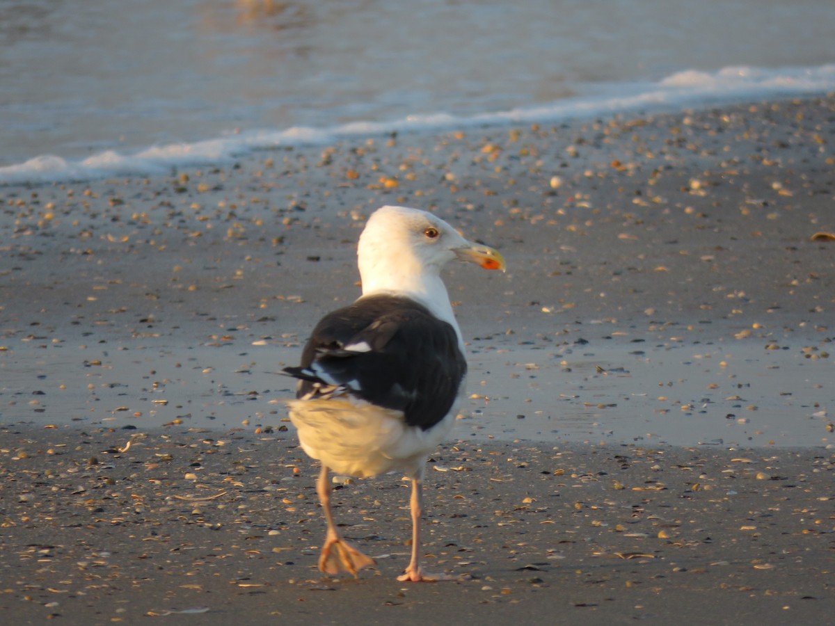 Great Black-backed Gull - ML614834639