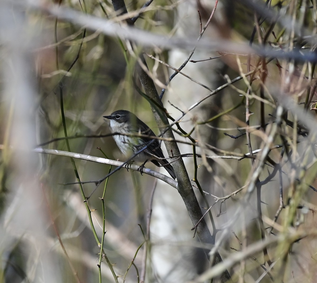 Yellow-rumped Warbler (Myrtle) - ML614834694