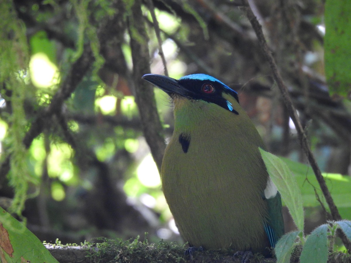 Andean Motmot - ML614834717