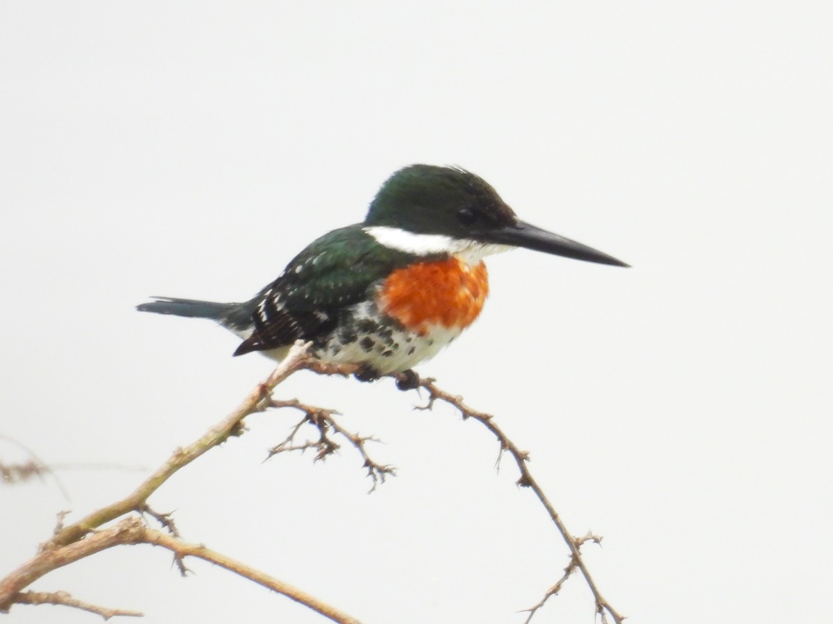 Green Kingfisher - ML614834774