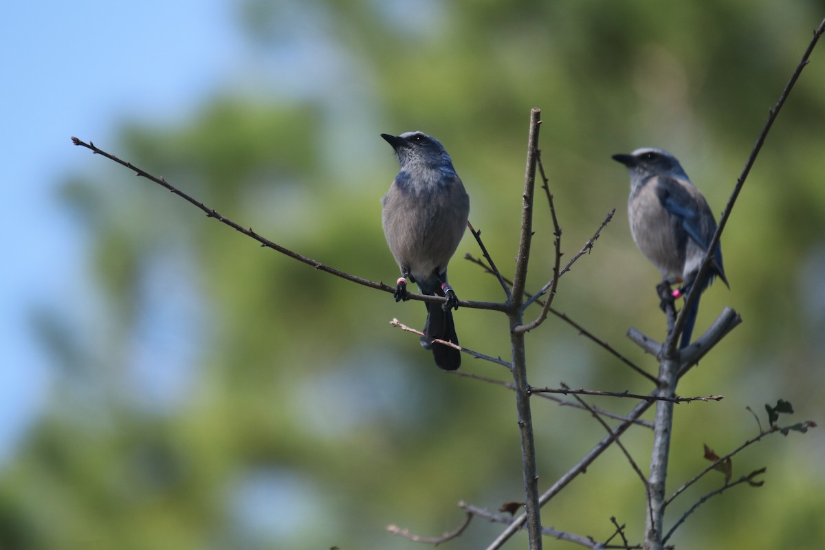 Florida Scrub-Jay - Steve McAllister