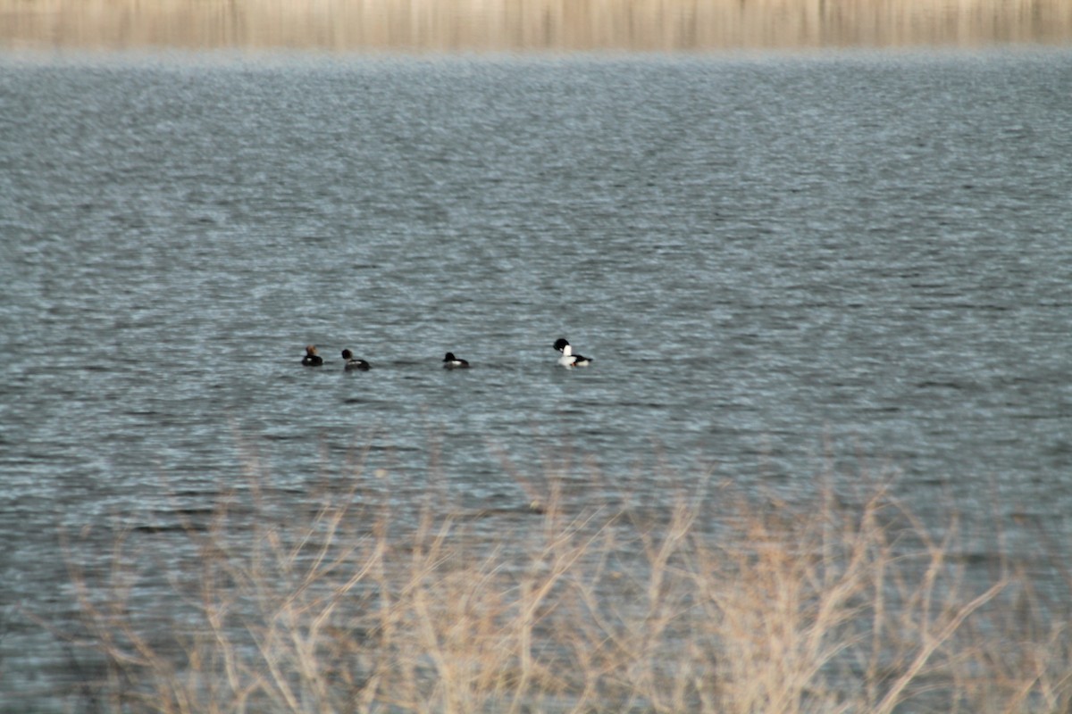 Common Goldeneye - ML614834855