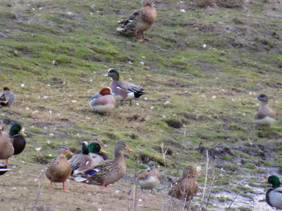 Eurasian Wigeon - ML614834869