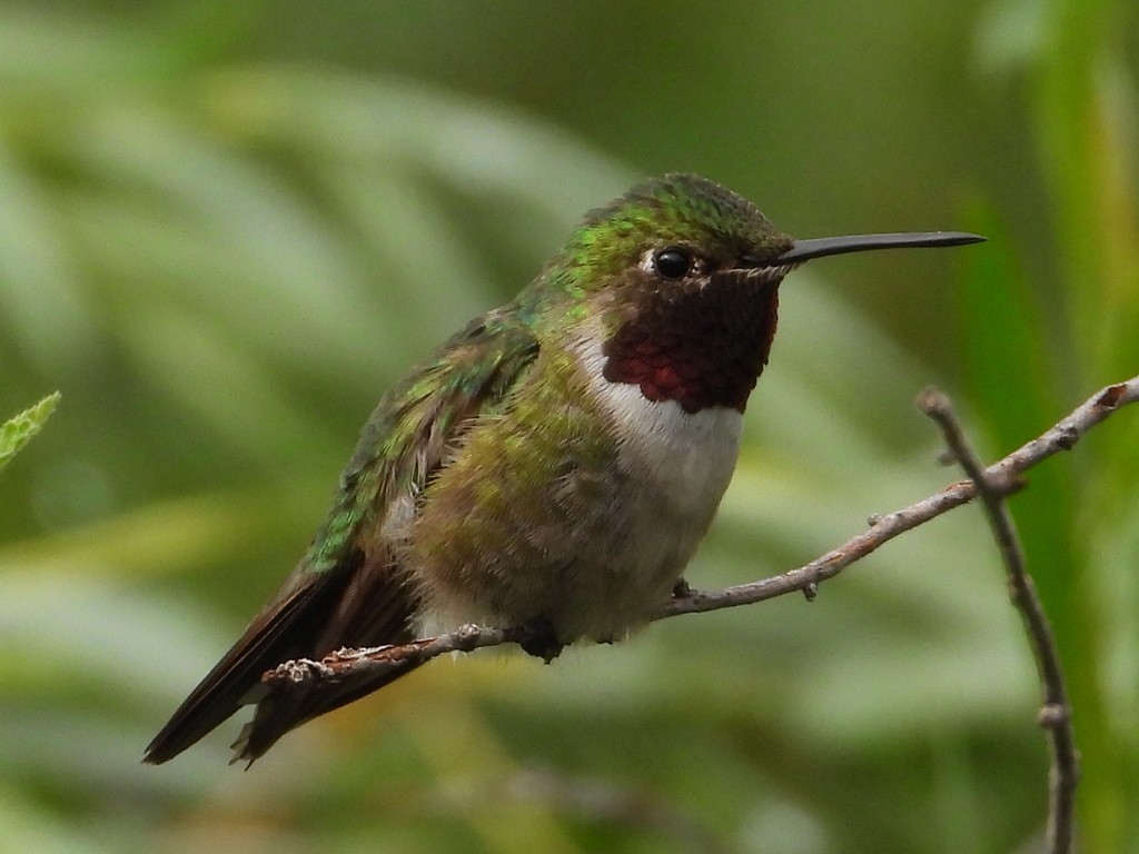 Colibri à queue large - ML614834876