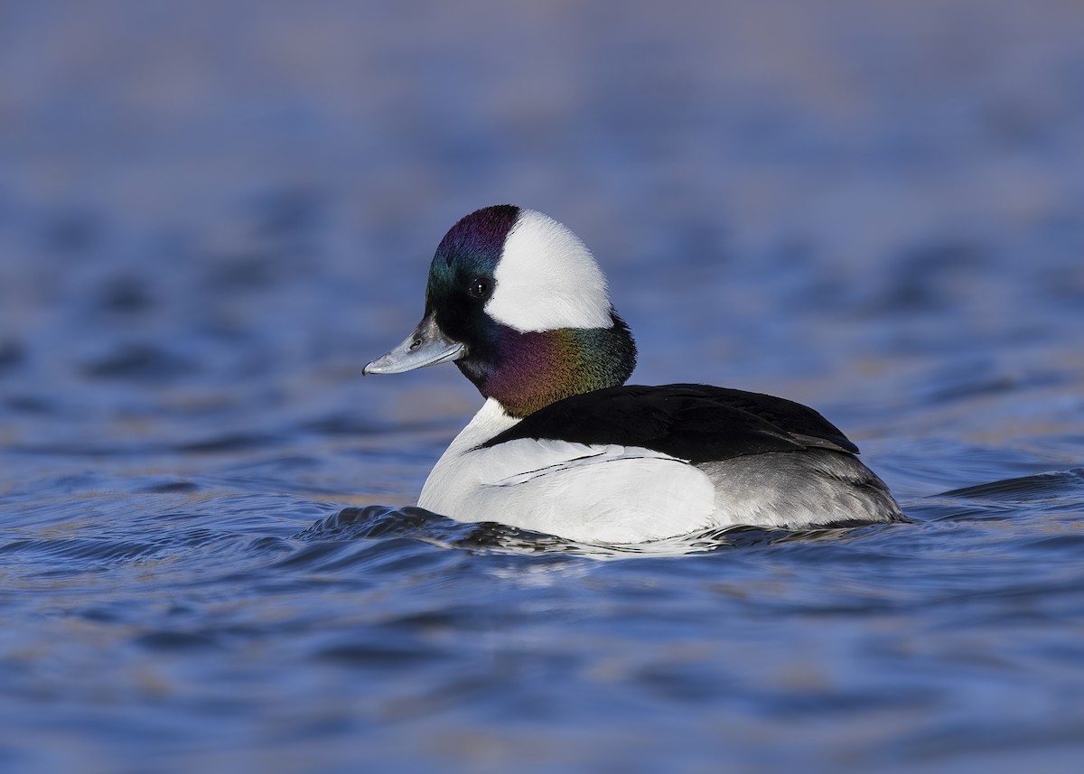 Bufflehead - ML614834905