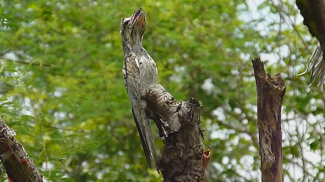 Klagetagschläfer - ML614835091