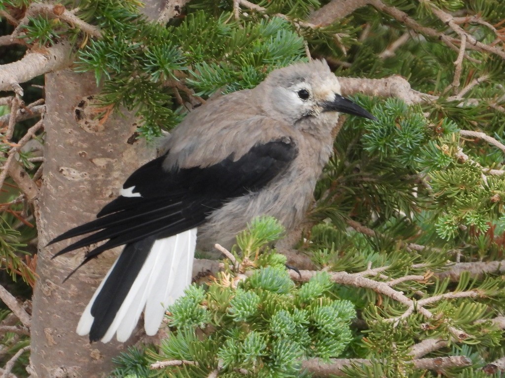 Clark's Nutcracker - Liam Thorne