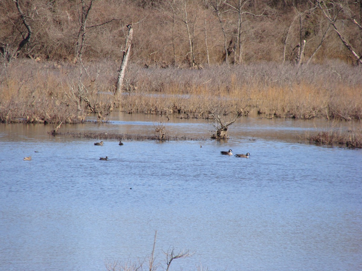 Cackling Goose - Cheryl Farfaras