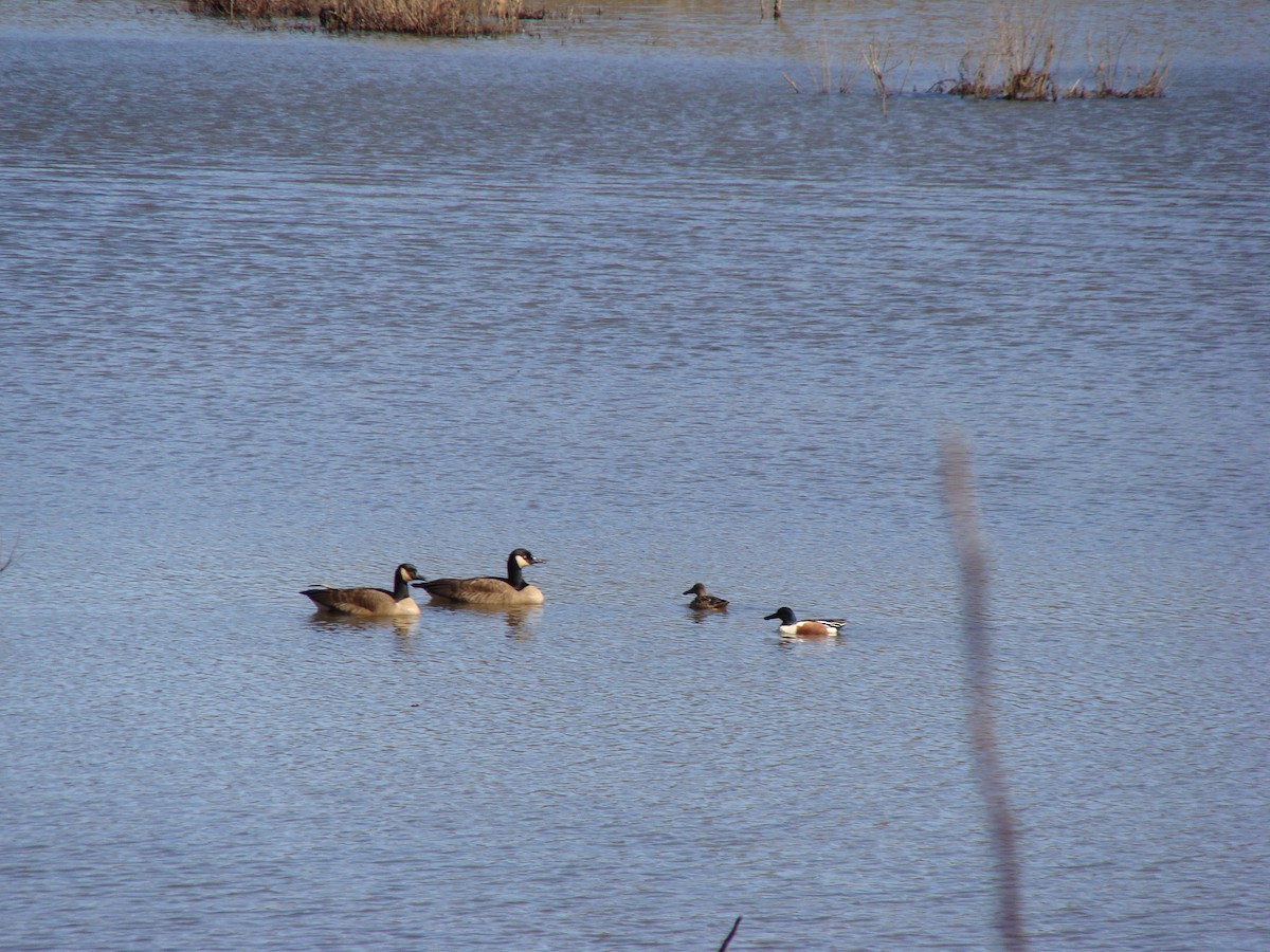 Northern Shoveler - ML614835152