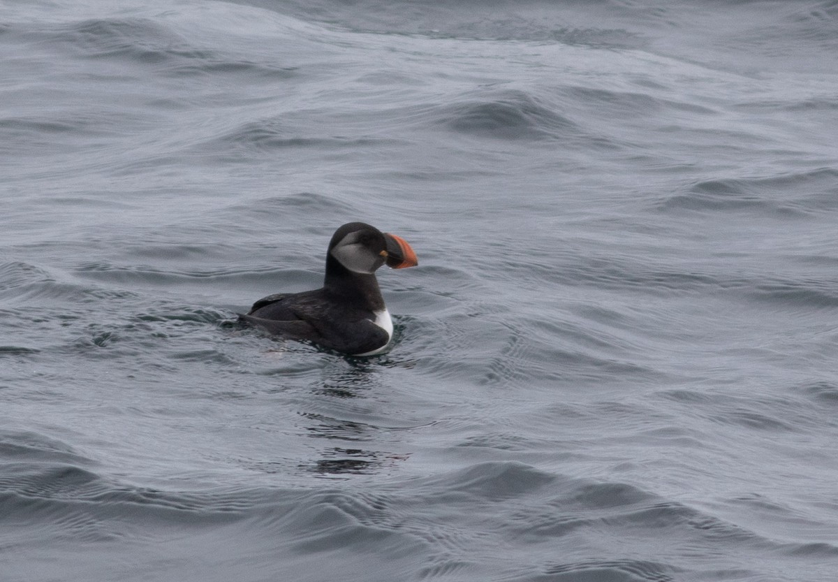 Atlantic Puffin - ML614835159