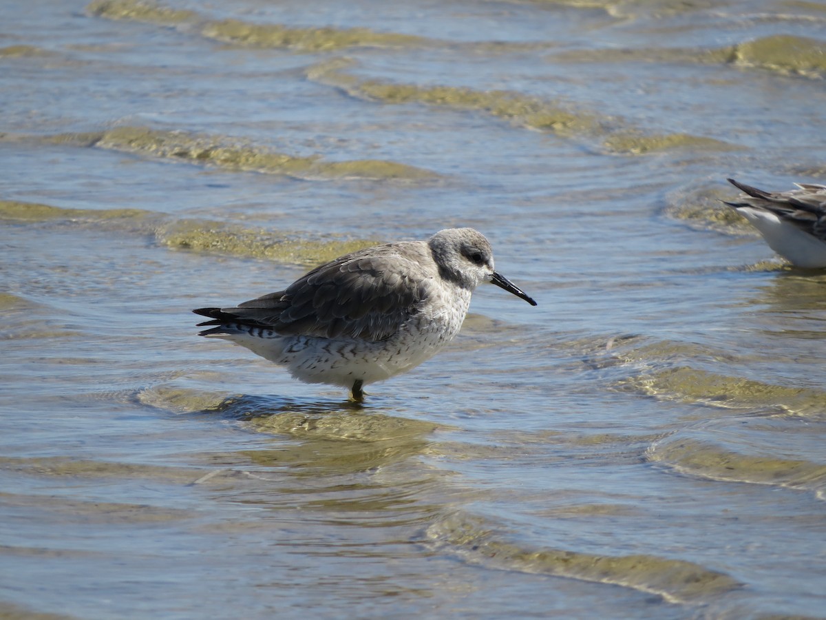 Red Knot - ML614835162