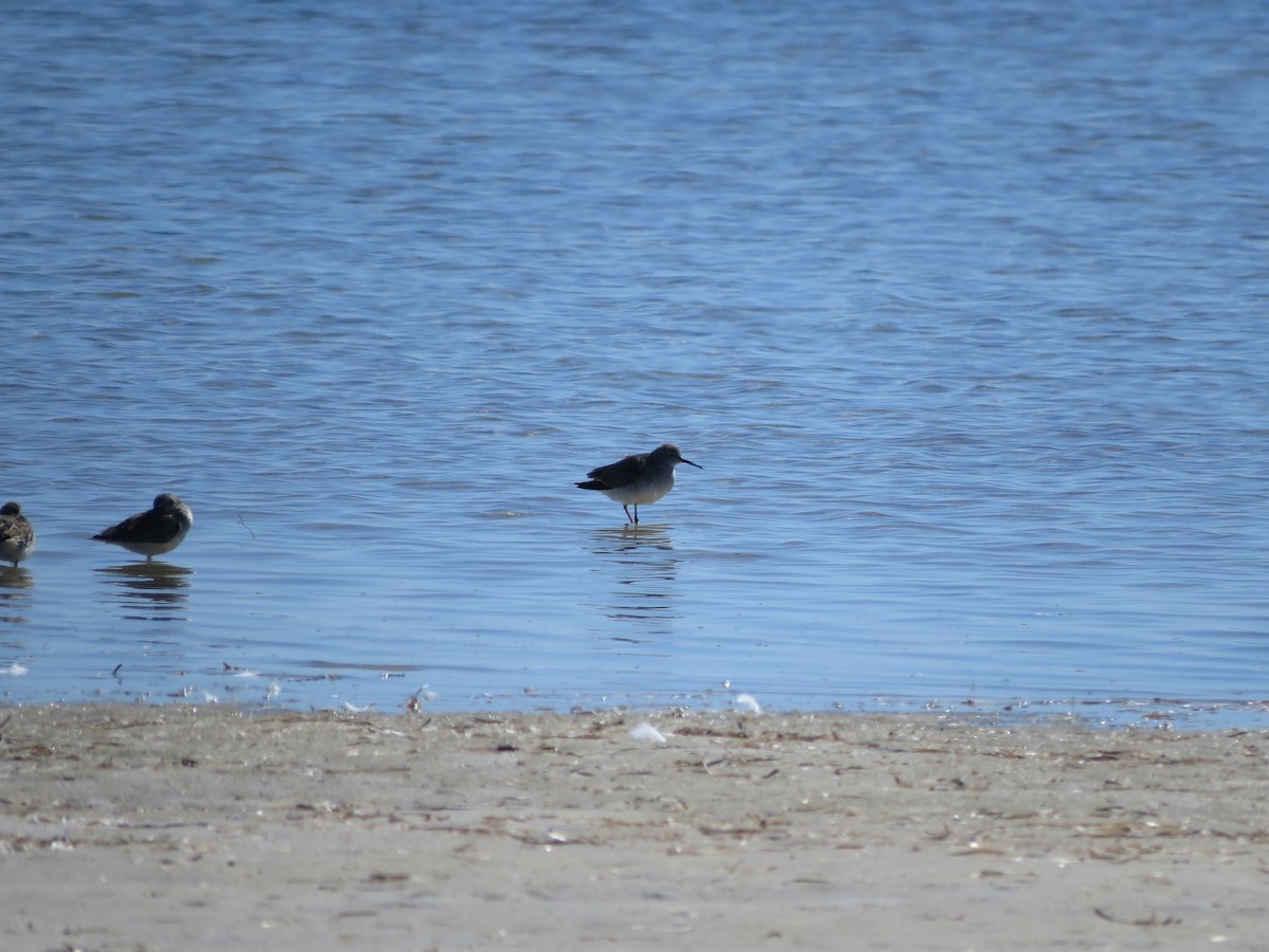 Lesser Yellowlegs - ML614835180