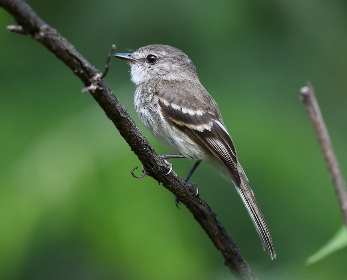 Marañon Tyrannulet - ML614835192