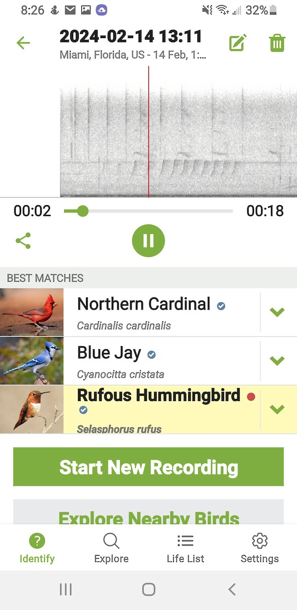 Rufous Hummingbird - ML614835241