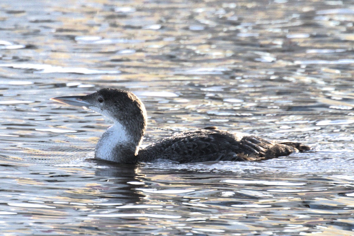 Common Loon - ML614835273