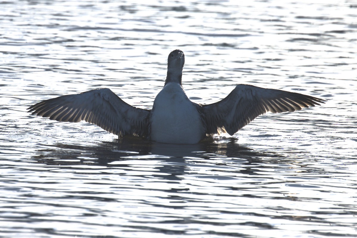 Common Loon - Mary Harrell