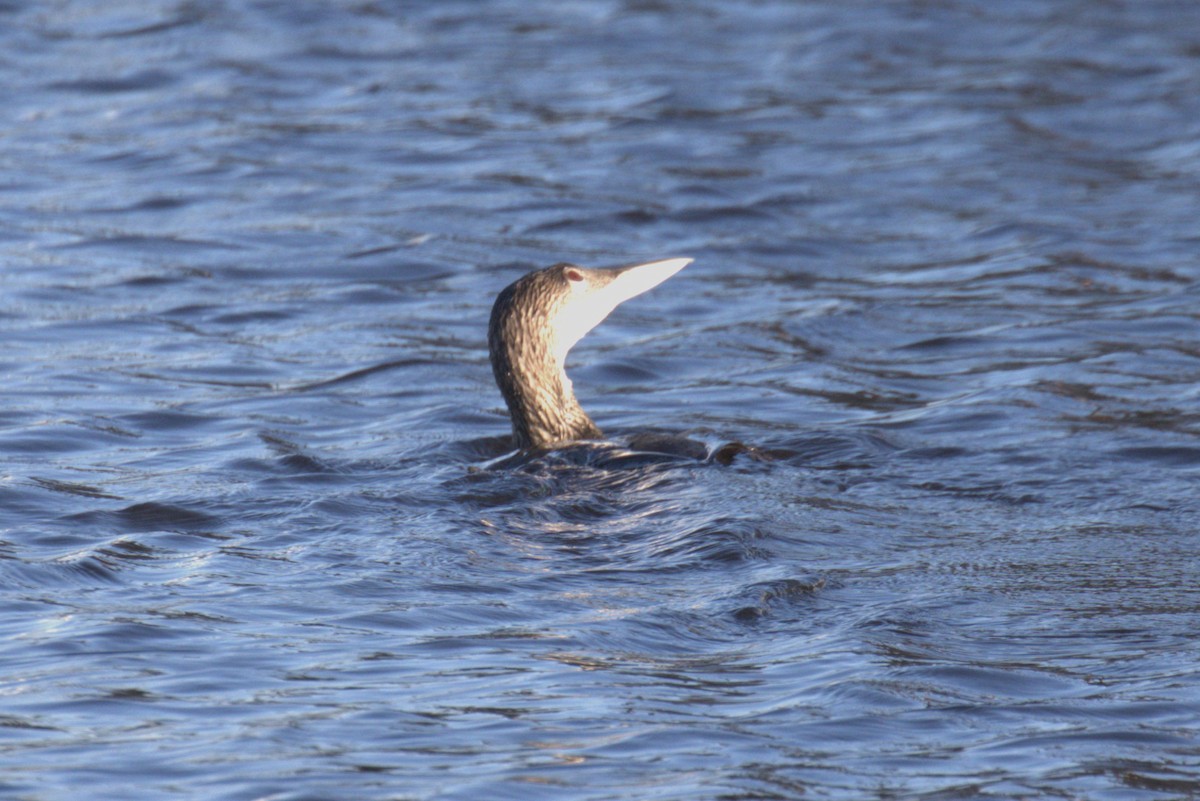 Common Loon - ML614835276