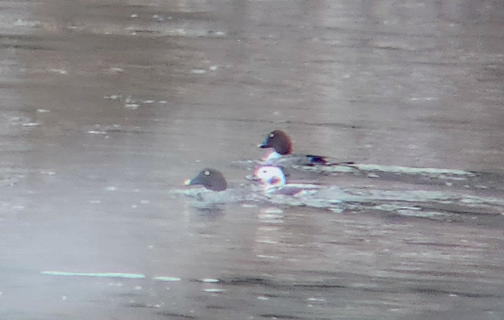 Long-tailed Duck - Mani Gomez