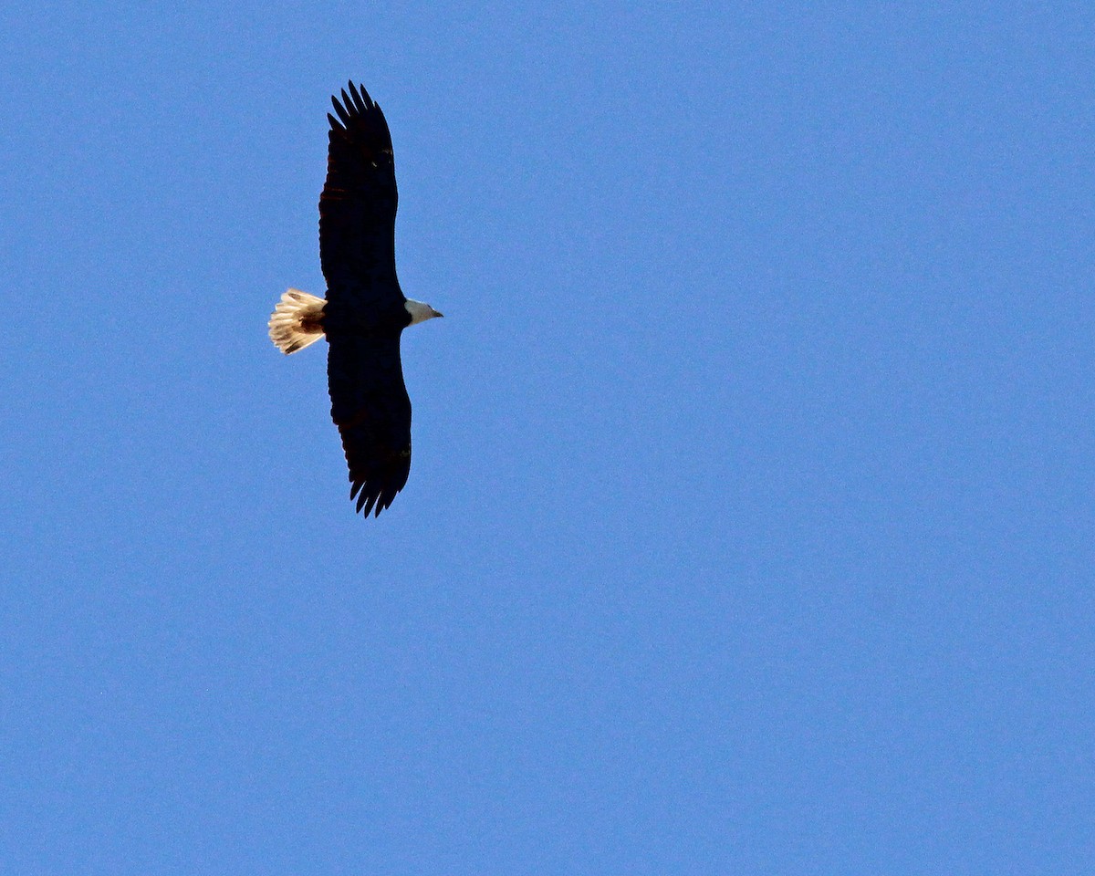 Weißkopf-Seeadler - ML614835316