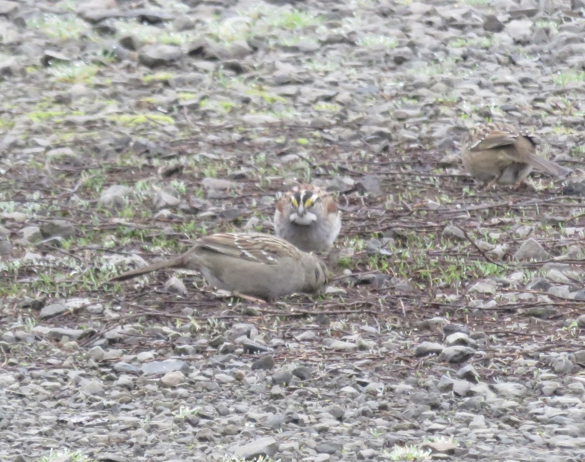 White-throated Sparrow - ML614835330