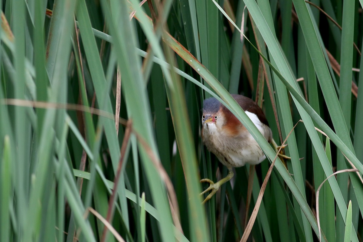 Least Bittern - ML61483541