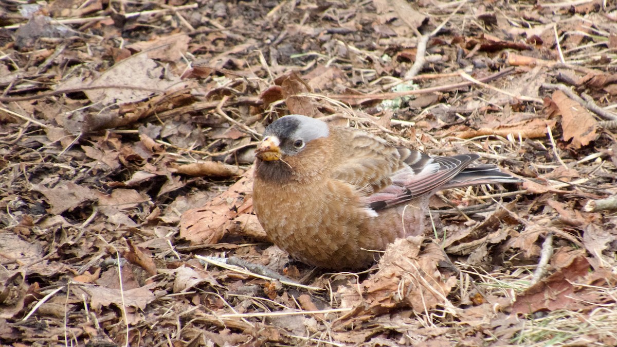 Gray-crowned Rosy-Finch - ML614835532