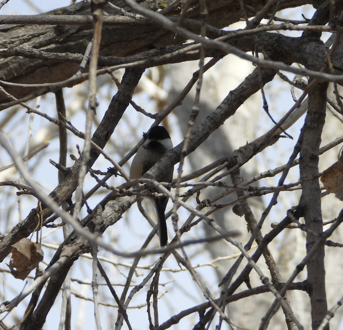 Black-capped Chickadee - ML614835646