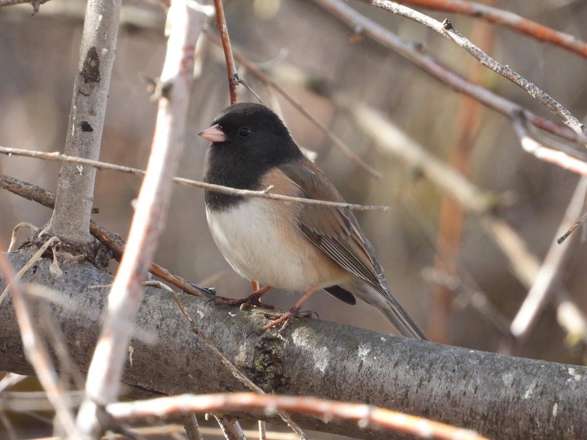 Dark-eyed Junco - ML614835687