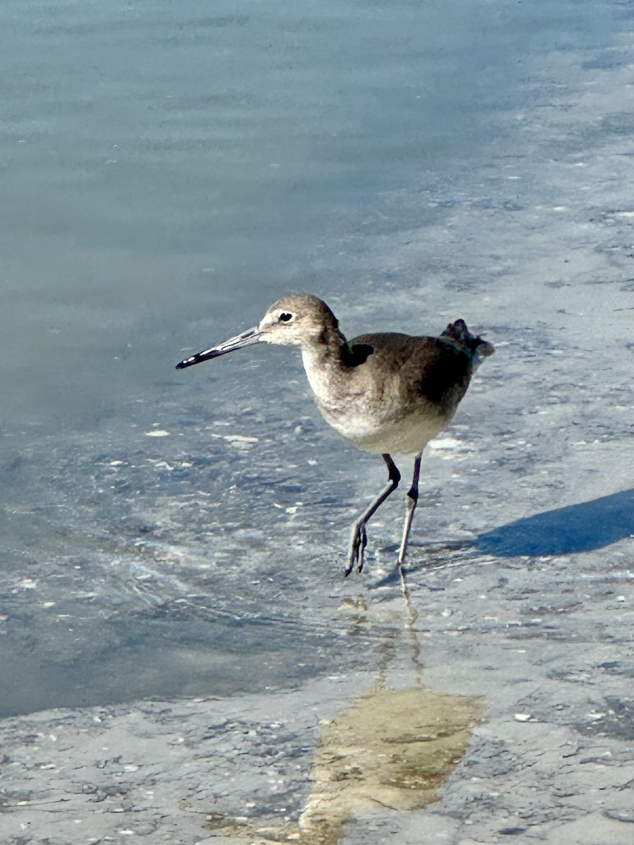 Willet - ML614835693