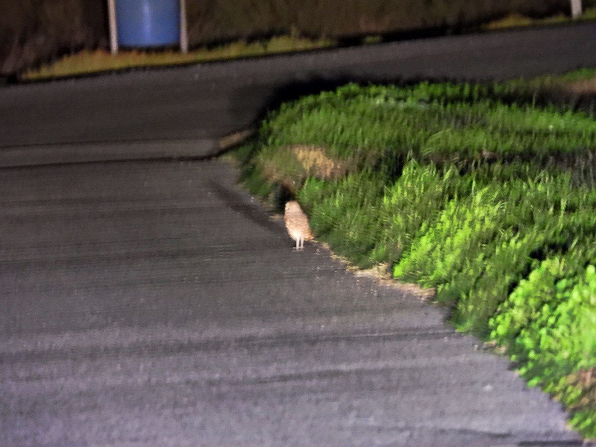 Burrowing Owl - Cheryl Huner