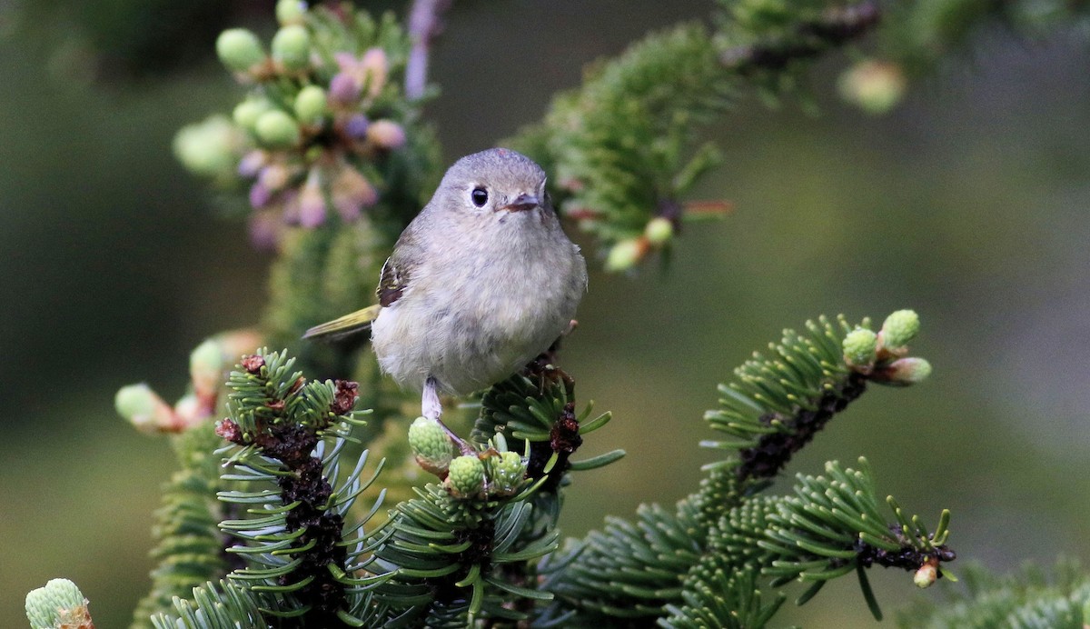 Ruby-crowned Kinglet - ML61483571