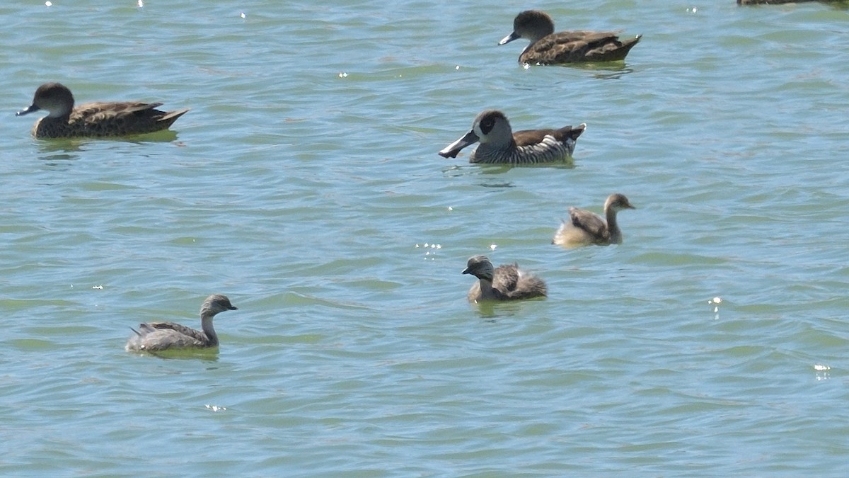 Hoary-headed Grebe - ML614835715